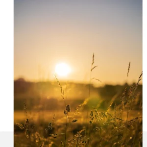 Sunrise 1014 Fabric