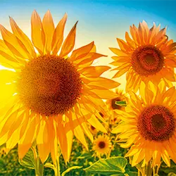 Sonnenblumen