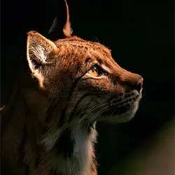 Wildkatze